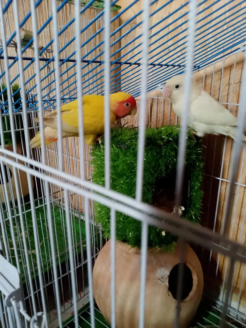 Lotino Lovebird (Female) — photo 5