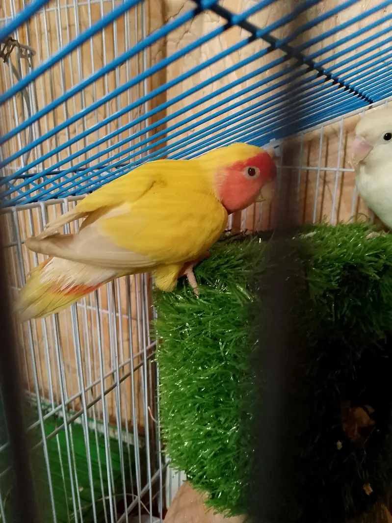 Lotino Lovebird (Female) — photo 6