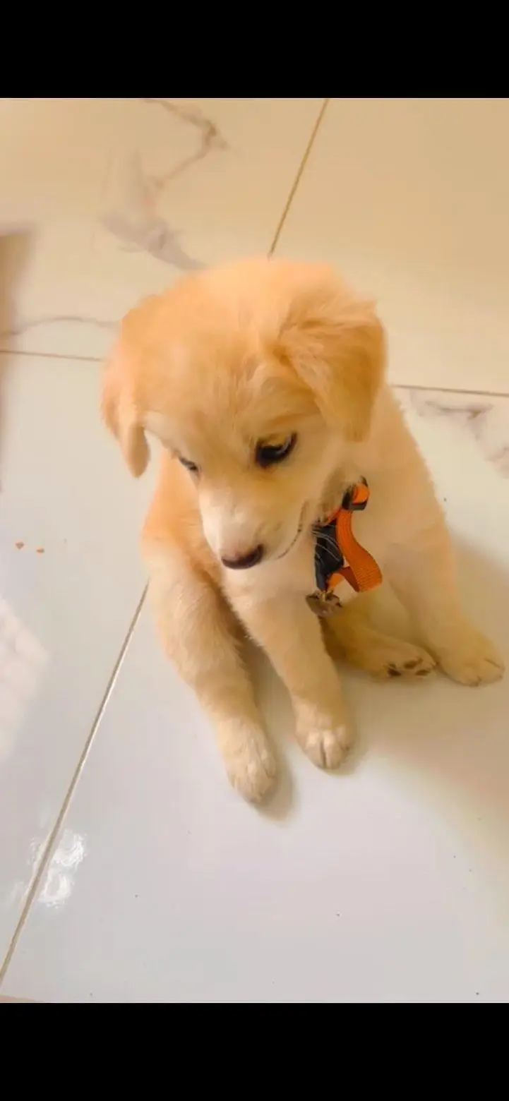 Golden retriever × Labrador — photo 2