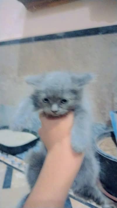 kittens for sale