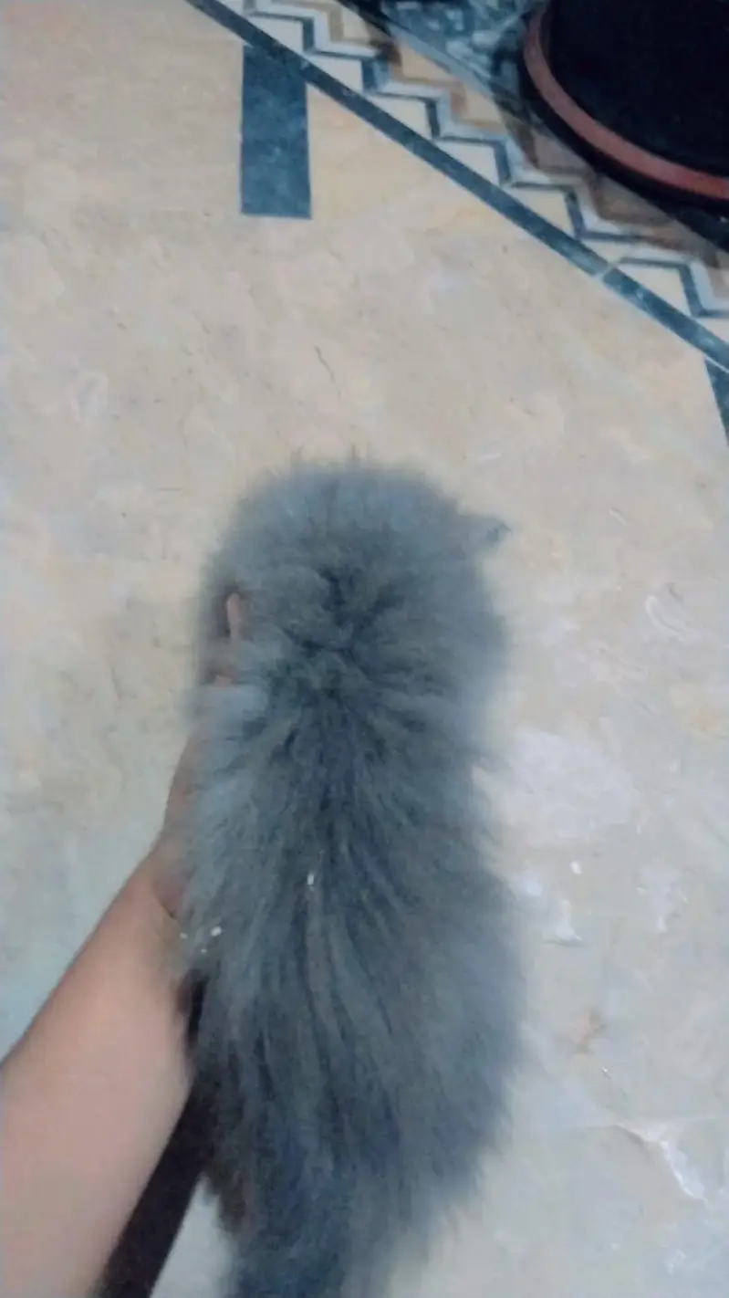 kittens for sale — photo 2