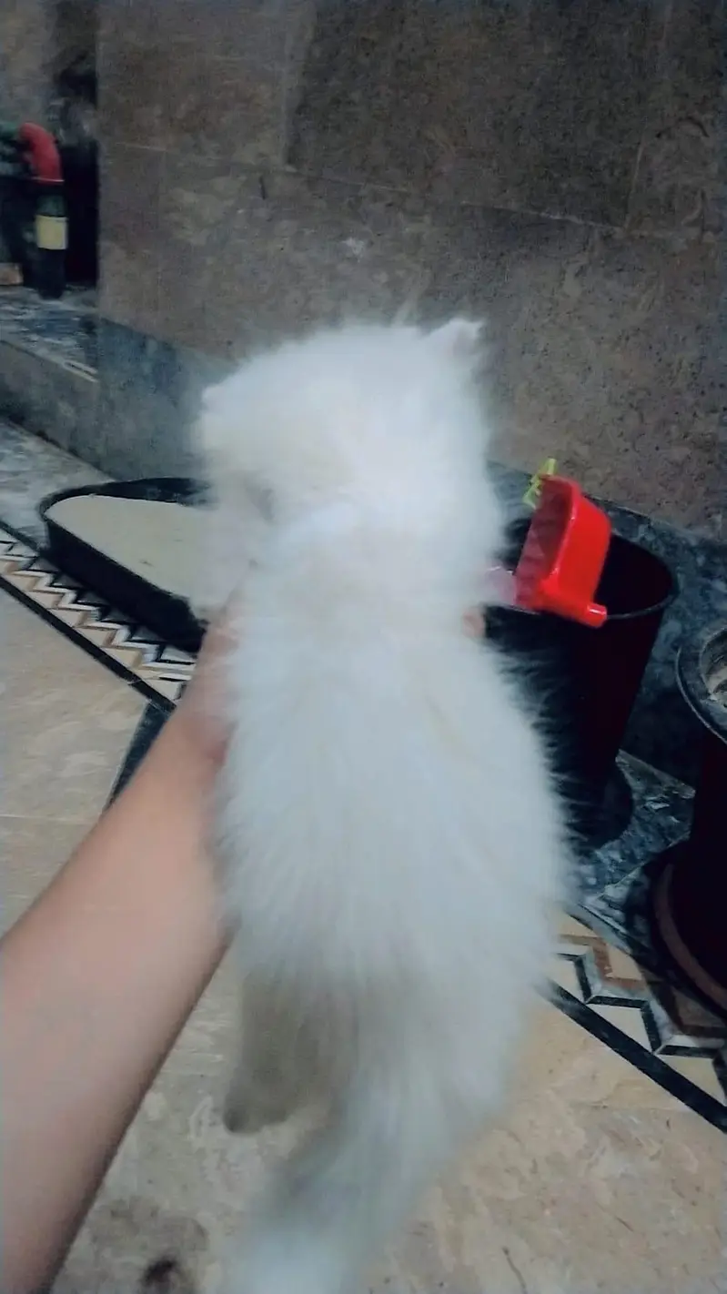 kittens for sale — photo 3