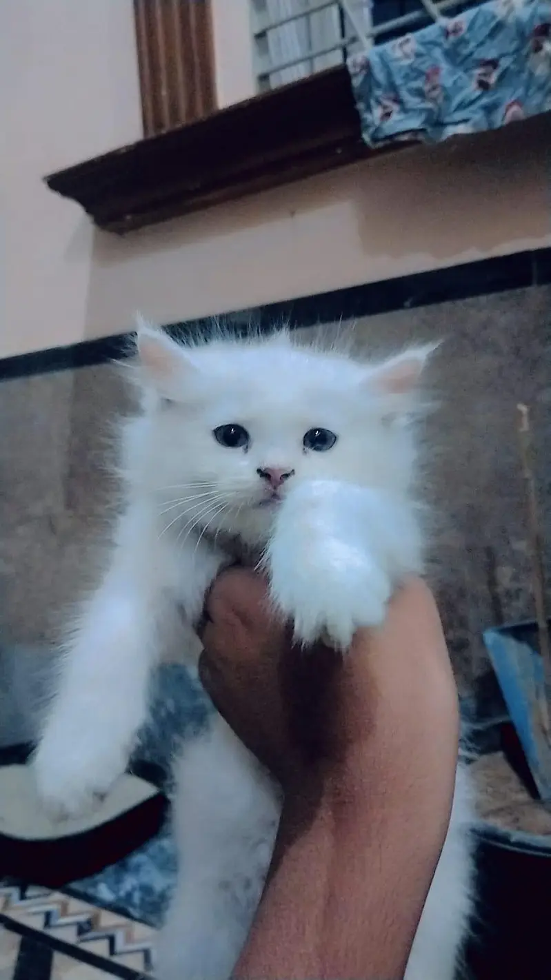 kittens for sale — photo 4