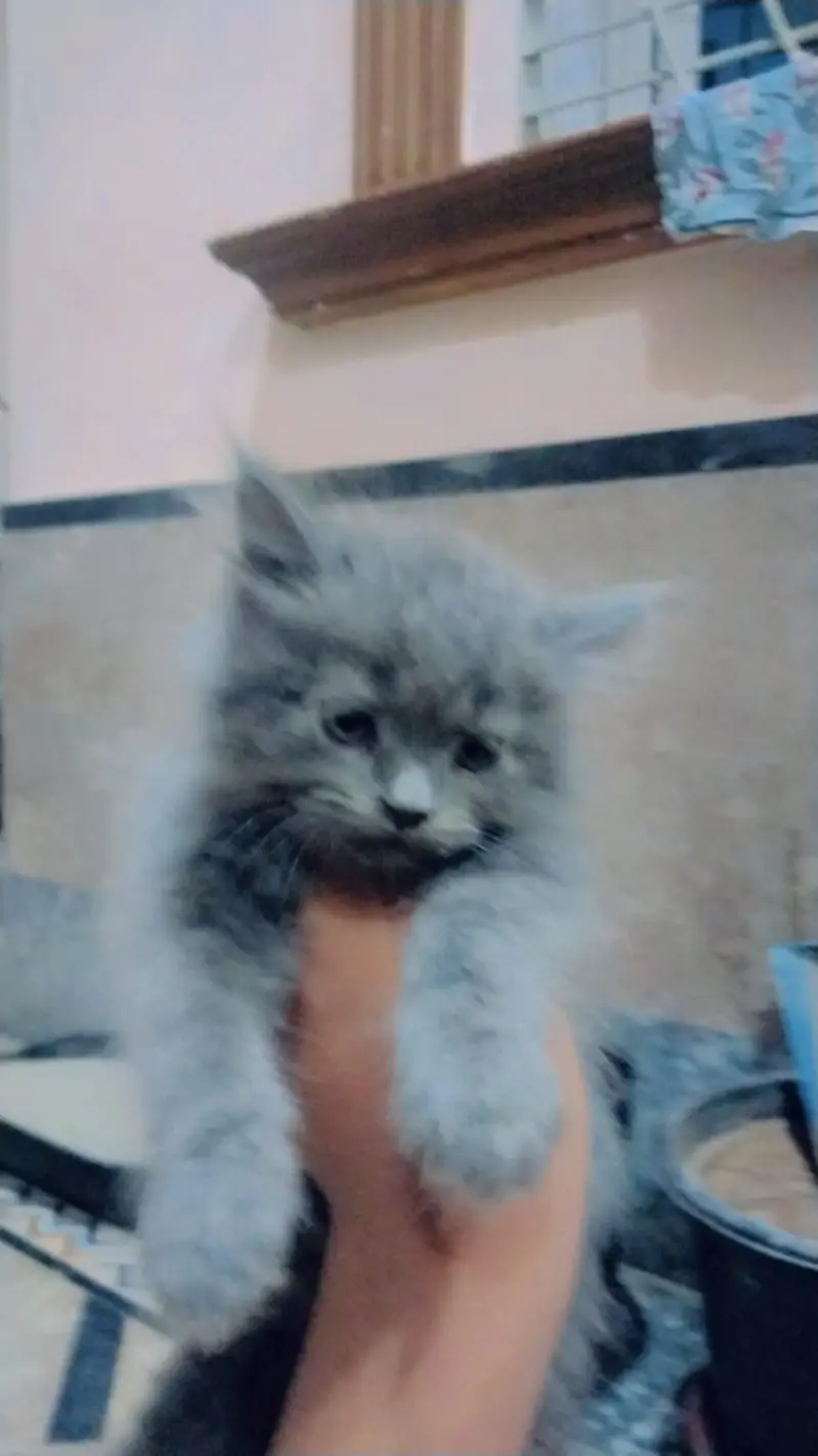 kittens for sale — photo 5