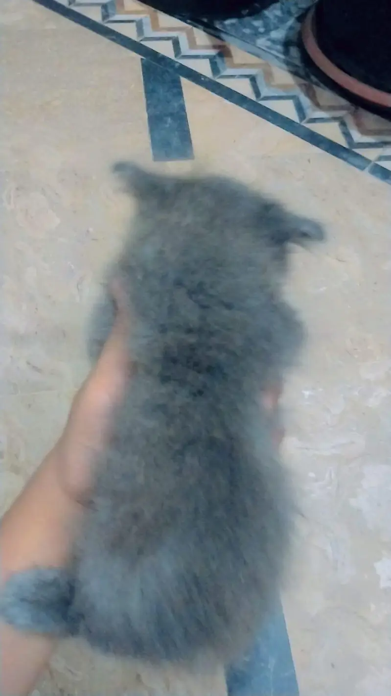 kittens for sale — photo 6