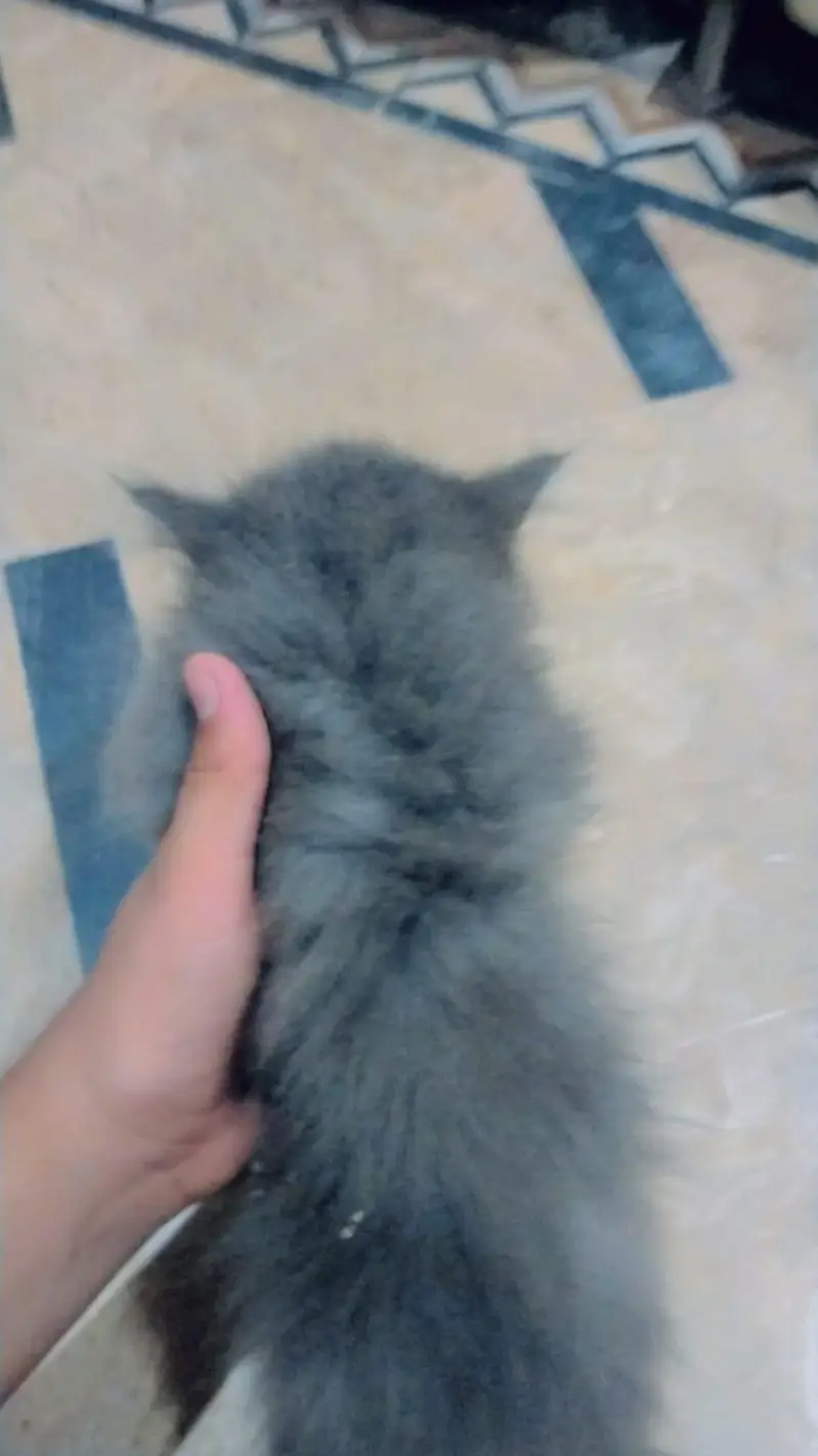 kittens for sale — photo 7