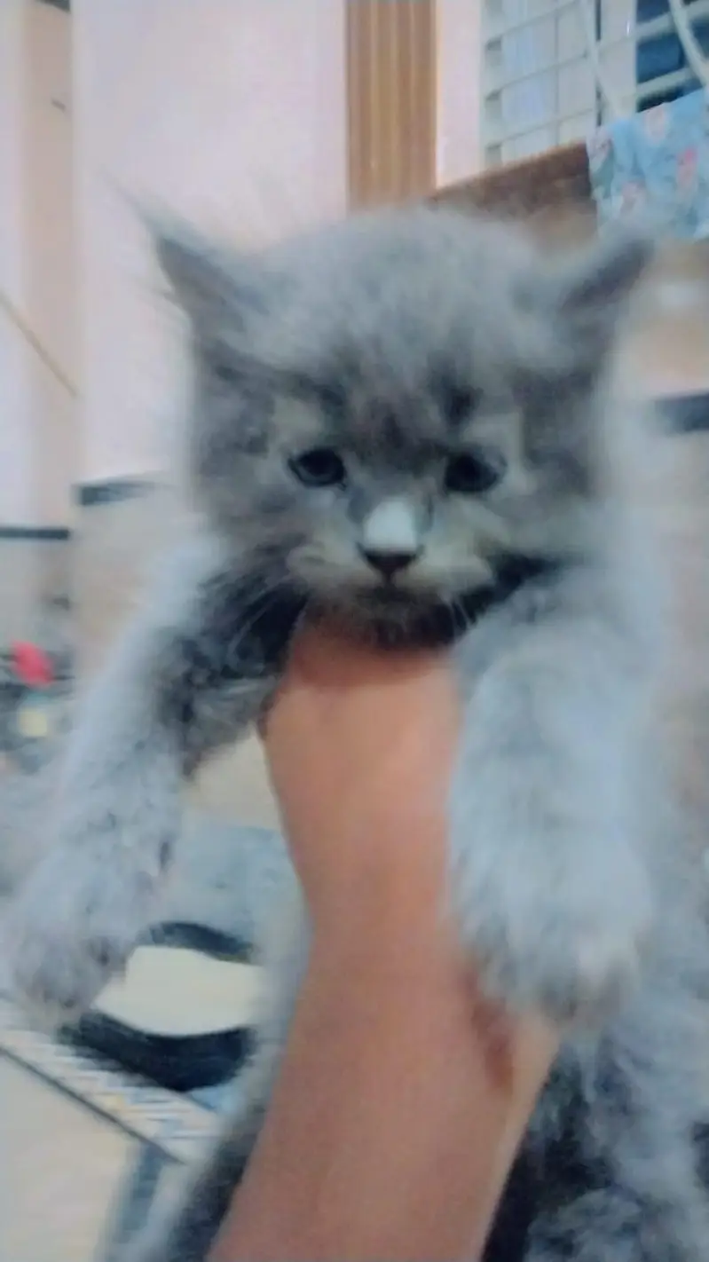 kittens for sale — photo 8
