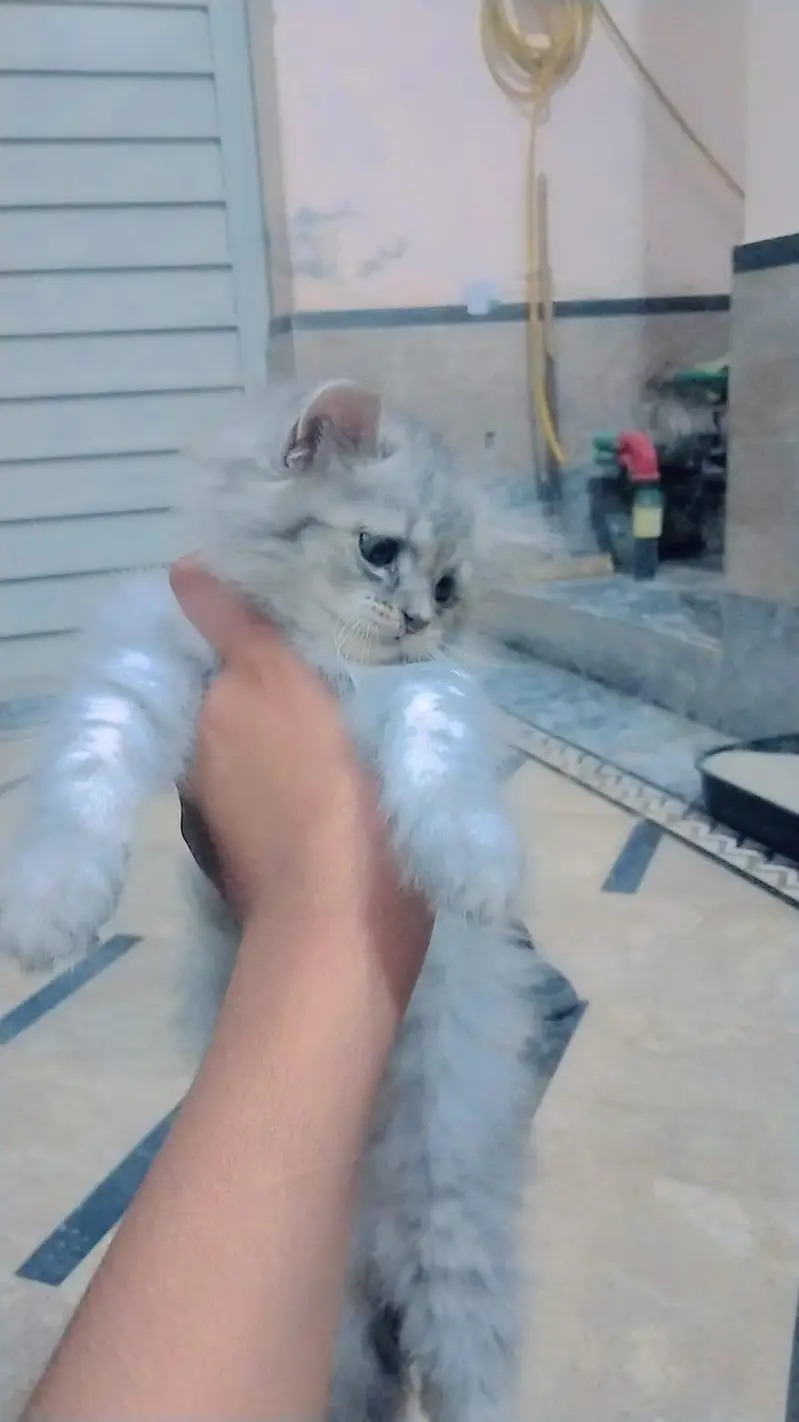 kittens for sale — photo 9
