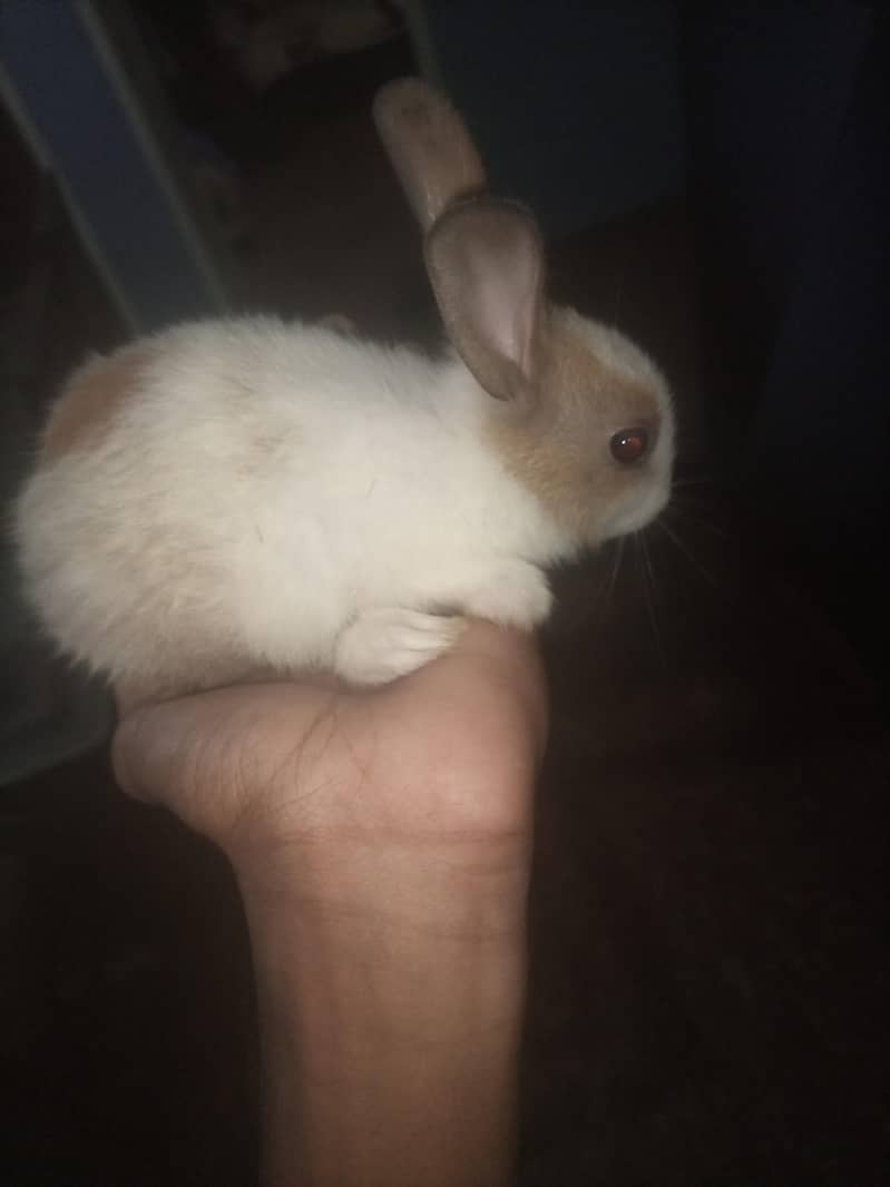 rabbit 0