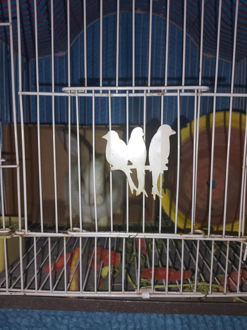 rabbit 1
