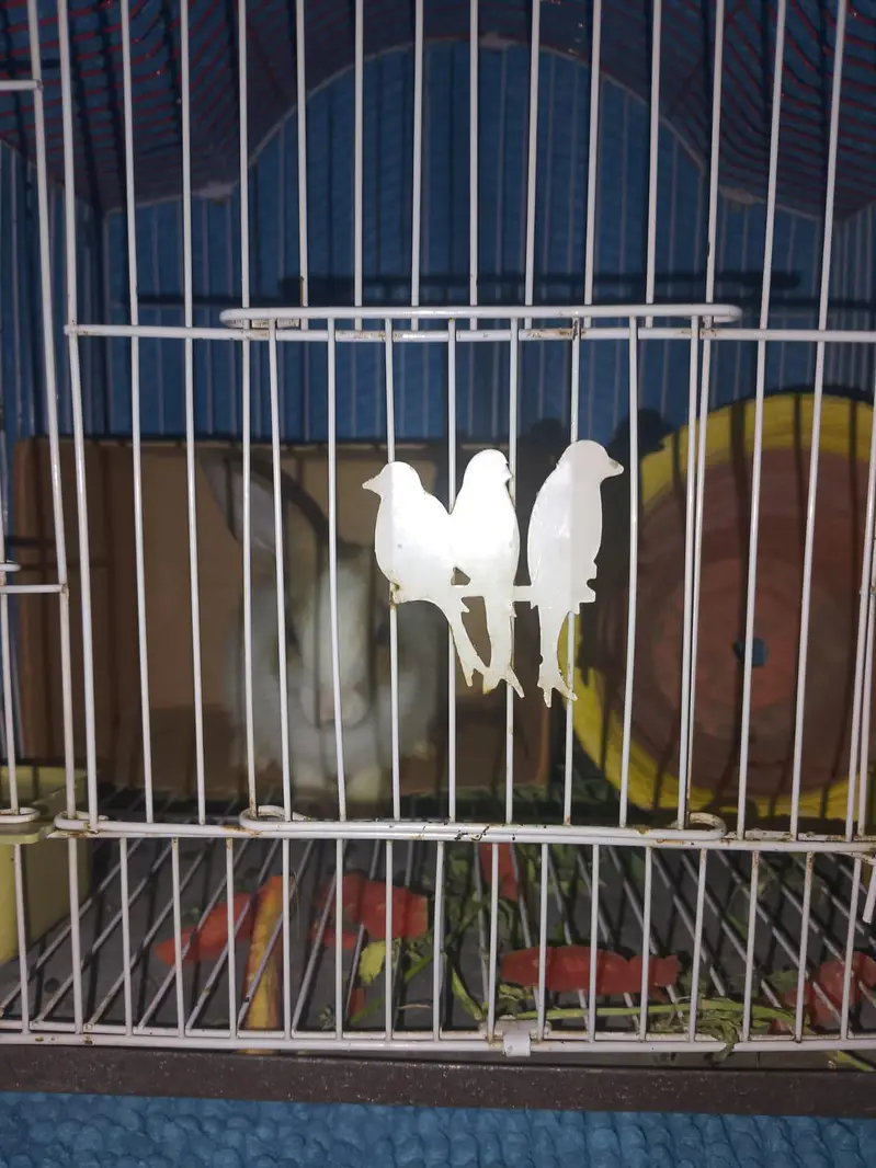 rabbit — photo 2
