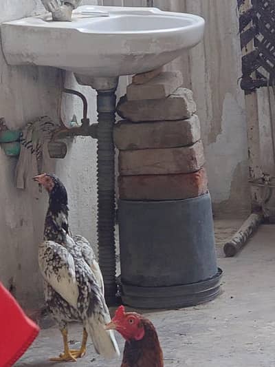 aseel mianwali  murgi