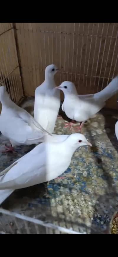 Ringneck Dove{khumra}