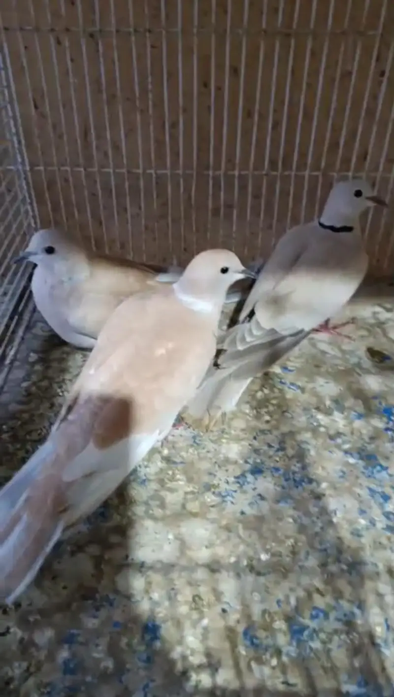 Ringneck Dove{khumra} — photo 2