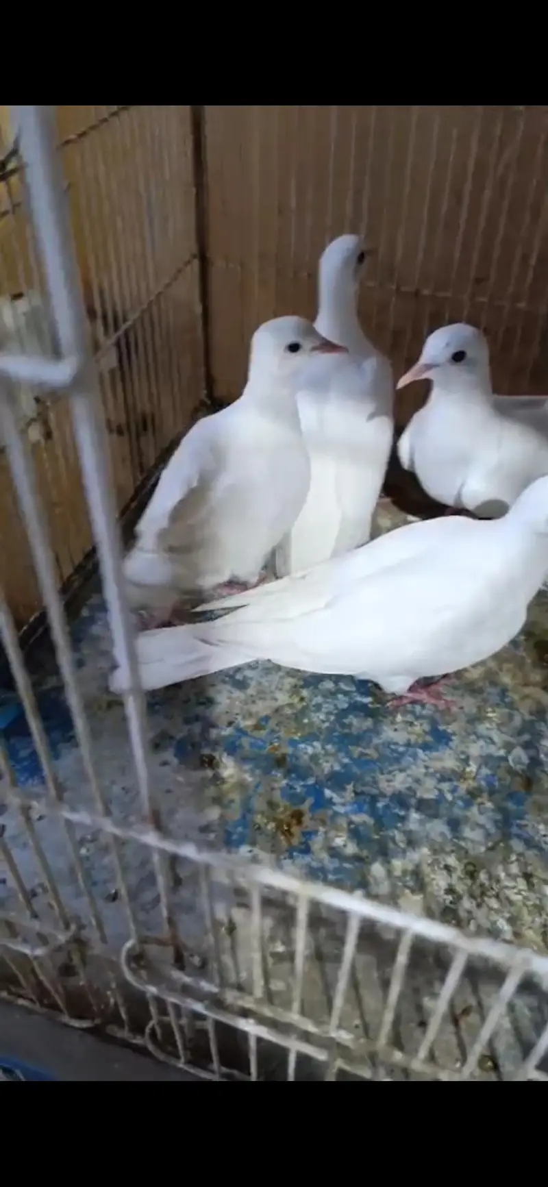 Ringneck Dove{khumra} — photo 4