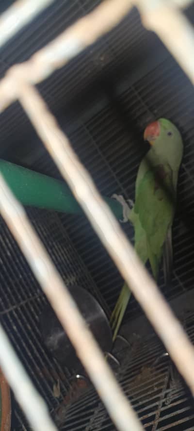 raw parrot