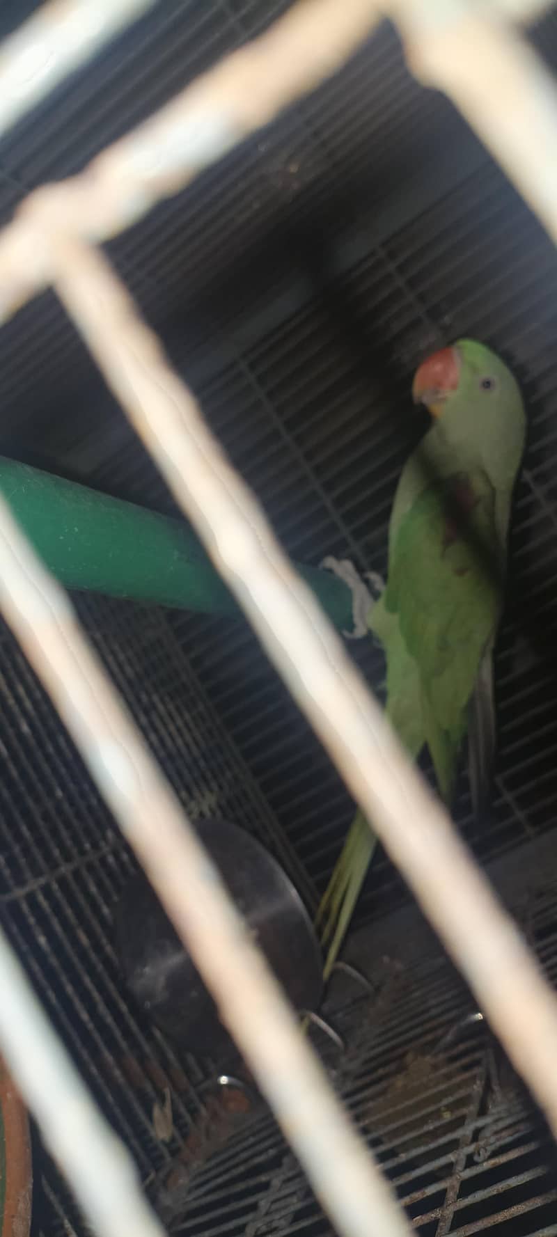 raw parrot 0