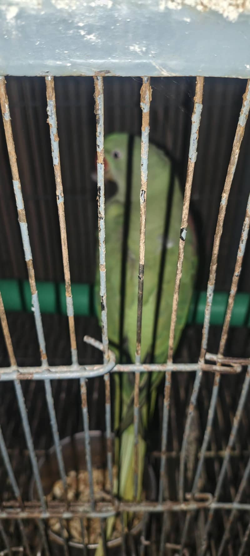 raw parrot 1