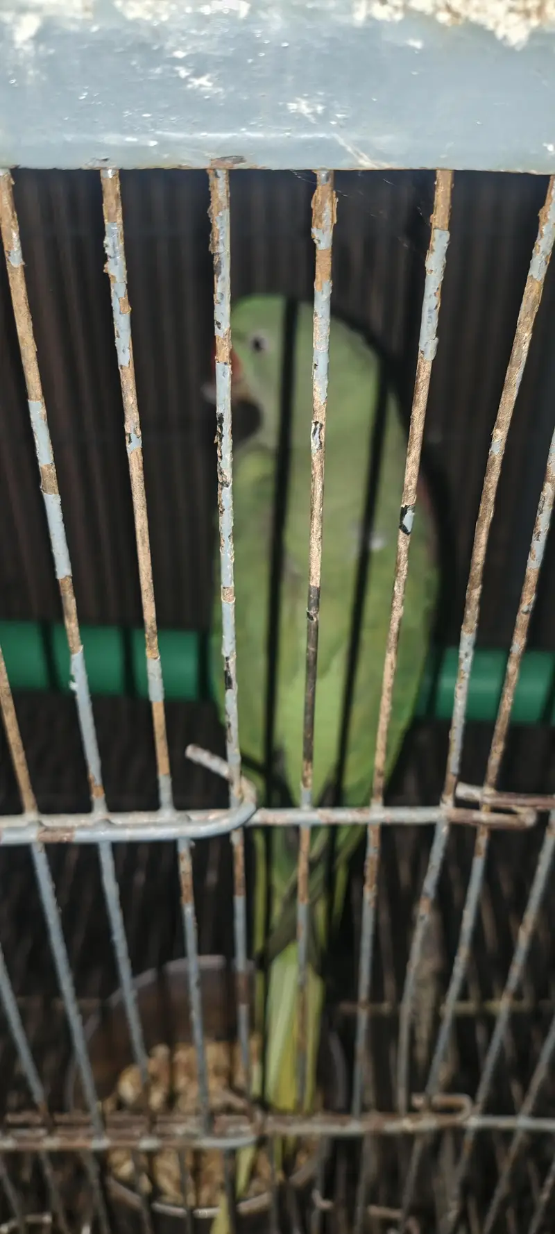raw parrot — photo 2