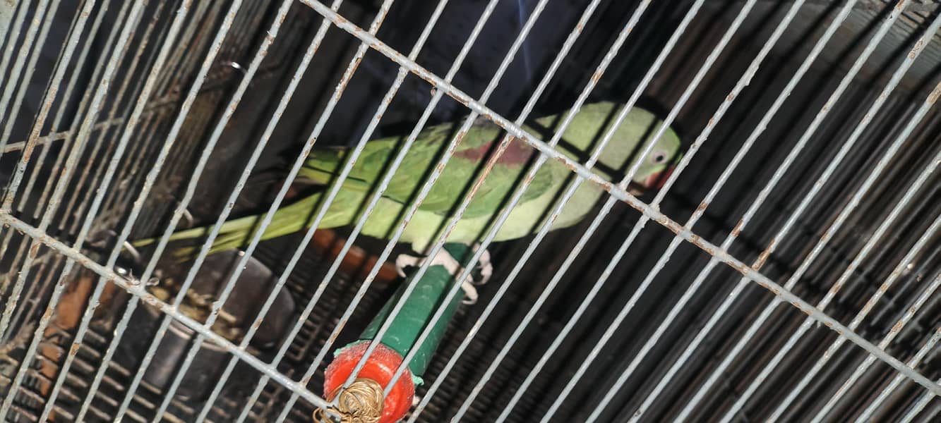 raw parrot 2
