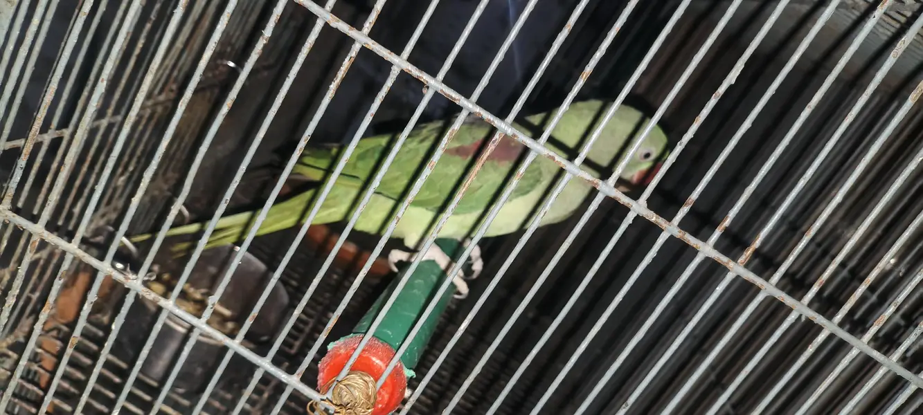 raw parrot — photo 3