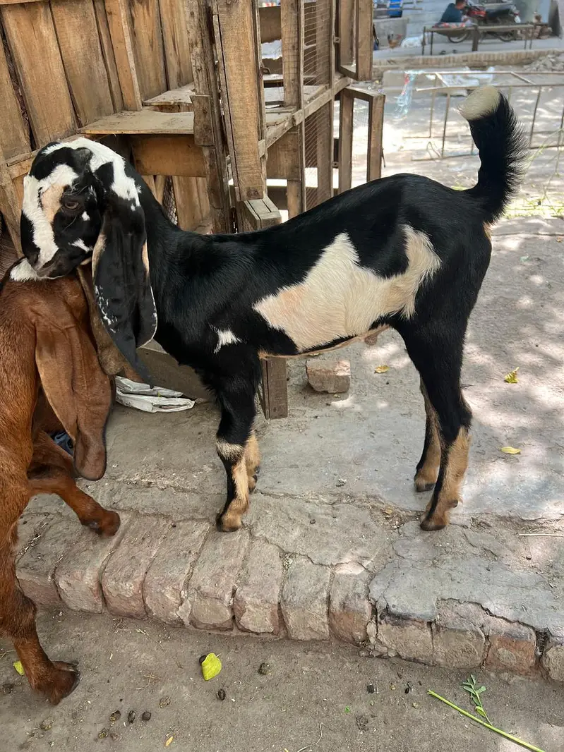 dasi kids — photo 3