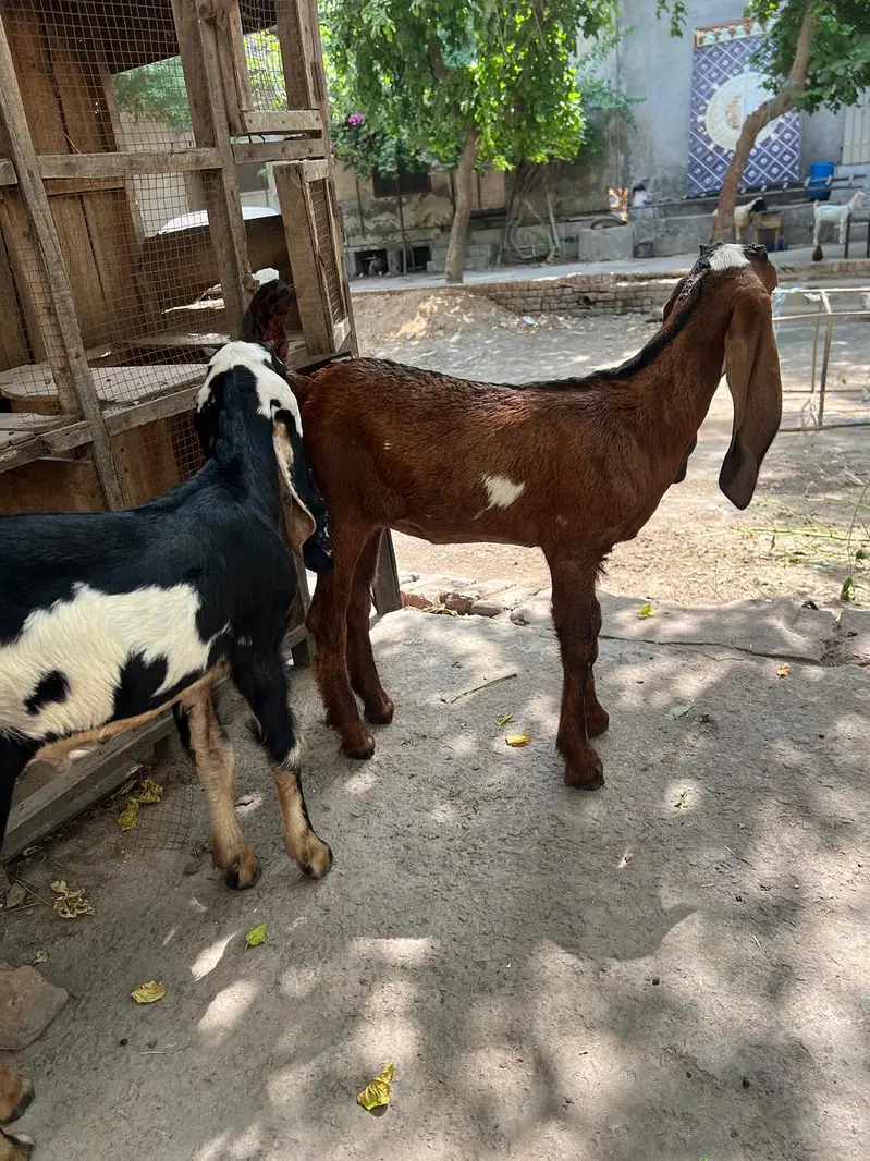 dasi kids — photo 4
