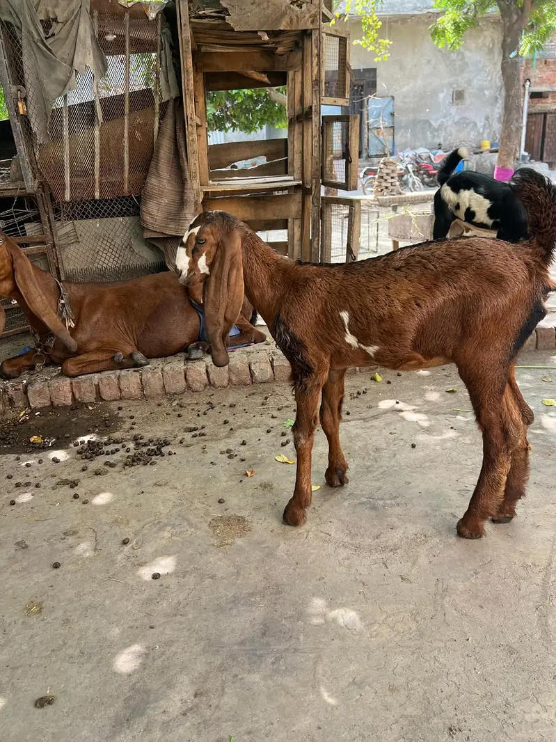dasi kids — photo 7