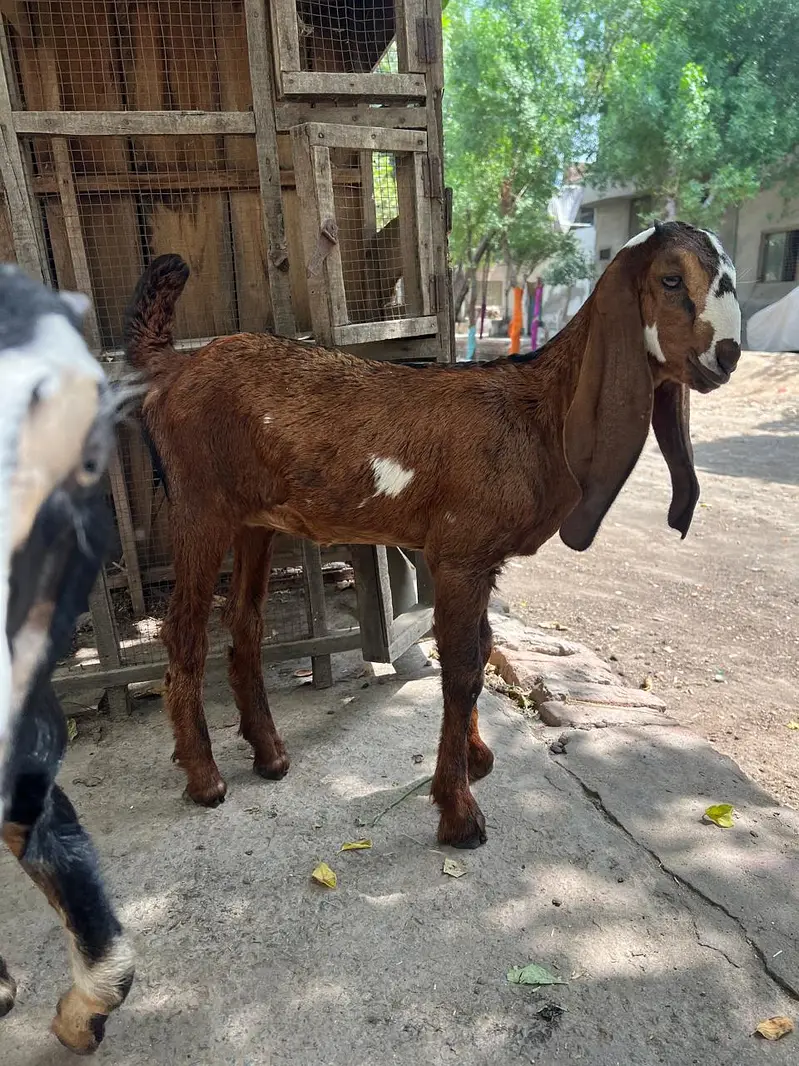 dasi kids — photo 8