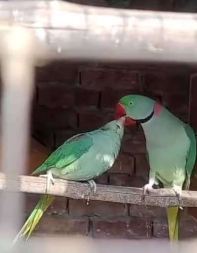 Raw Pair Breeder Tamed Talking
