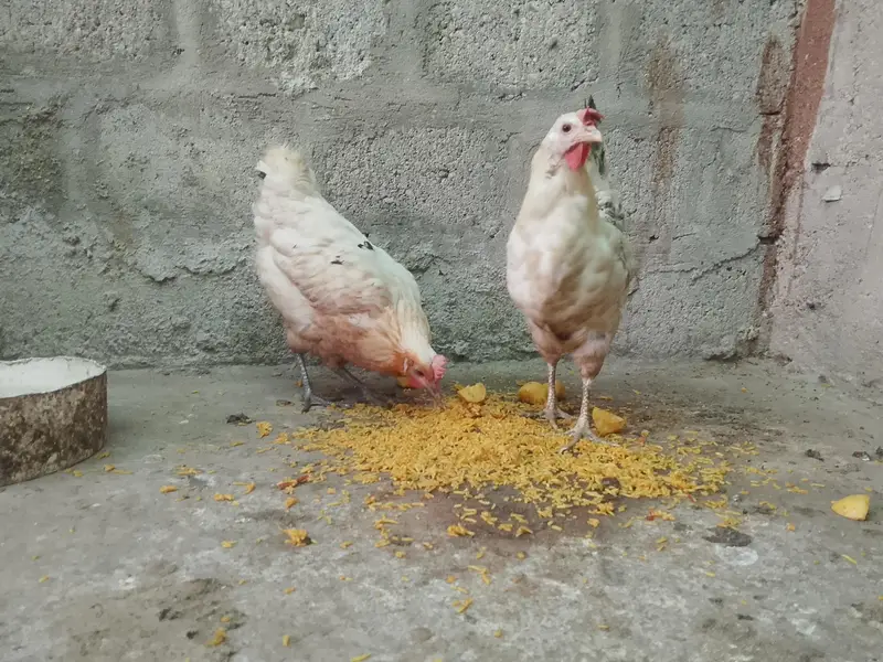 dono Sath sell Karni ha each 2500 — photo 5