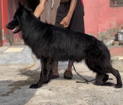 German shepherd black long coat male for stud
