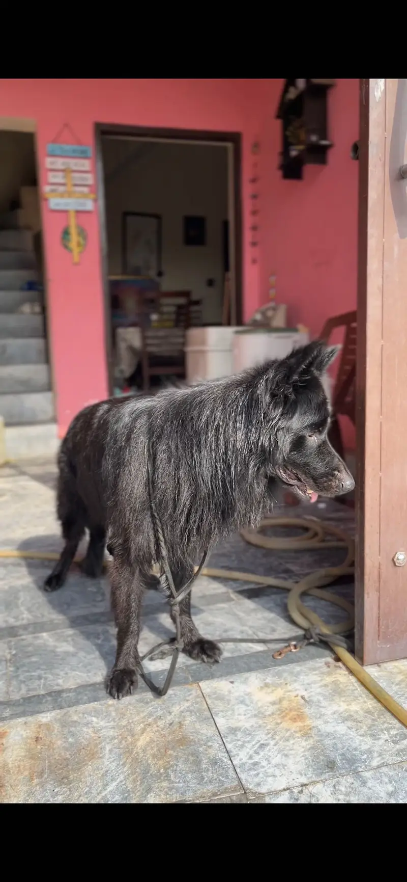 German shepherd black long coat male for stud — photo 2