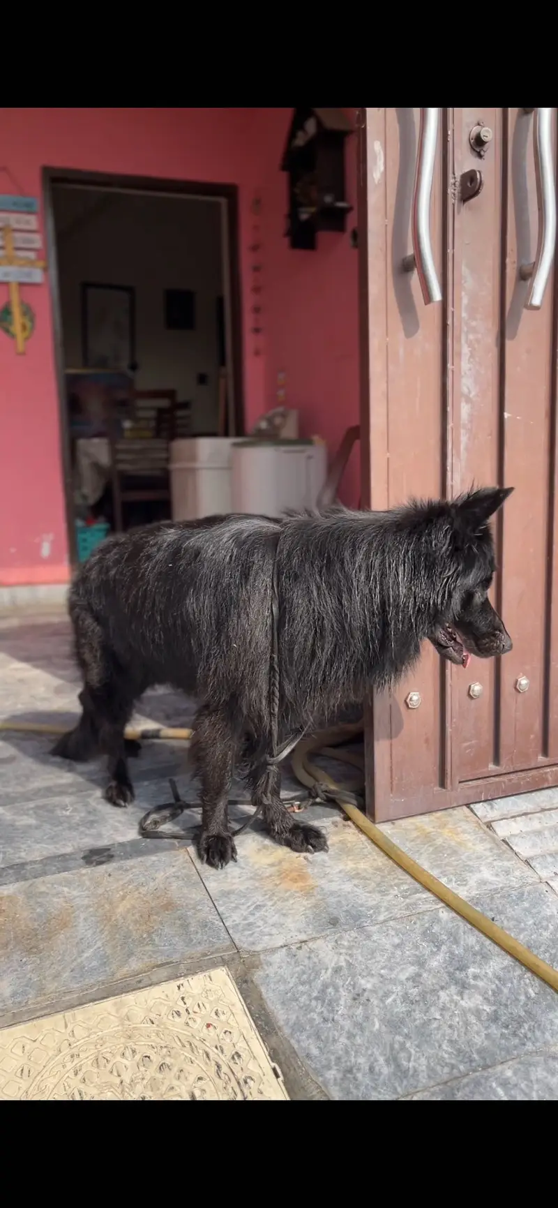 German shepherd black long coat male for stud — photo 3