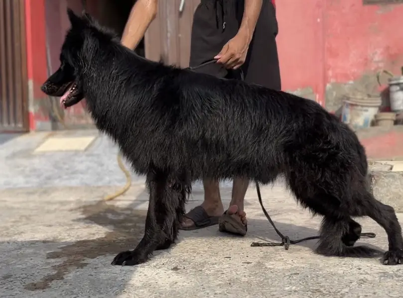 German shepherd black long coat male for stud — photo 4
