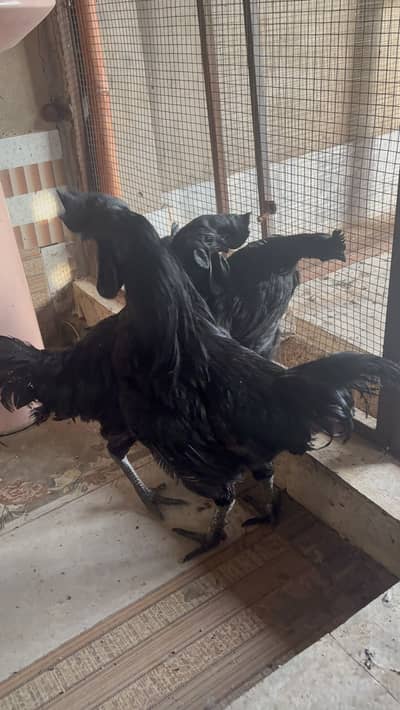 Ayam Cemani( Black skinned chicken) Male