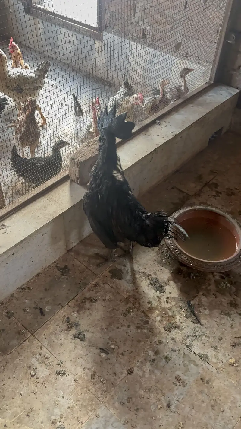 Ayam Cemani( Black skinned chicken) Male — photo 2