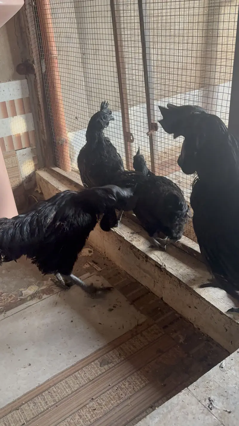 Ayam Cemani( Black skinned chicken) Male — photo 3
