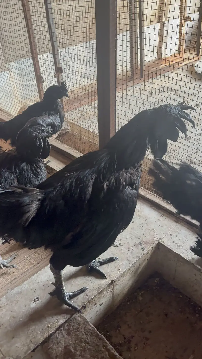 Ayam Cemani( Black skinned chicken) Male — photo 4