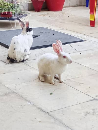rabbits pair for sale