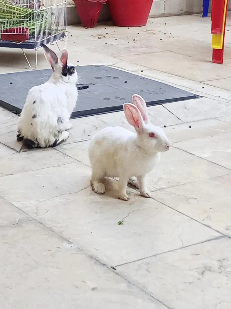 rabbits pair for sale