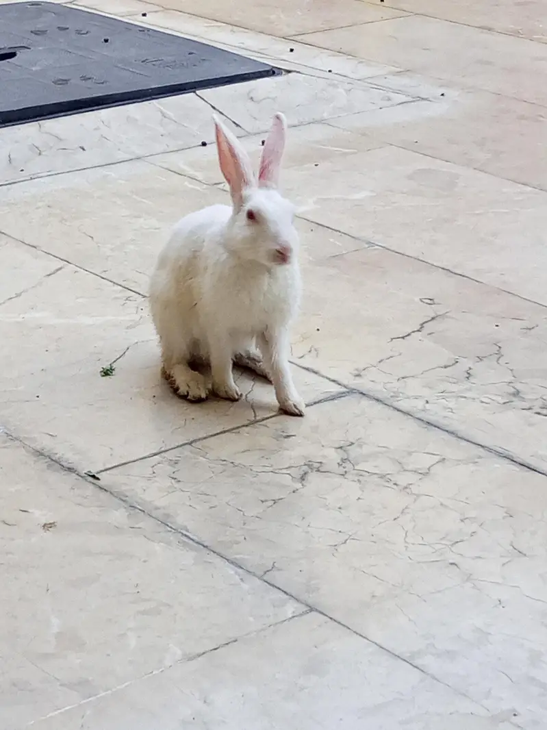 rabbits pair for sale — photo 3