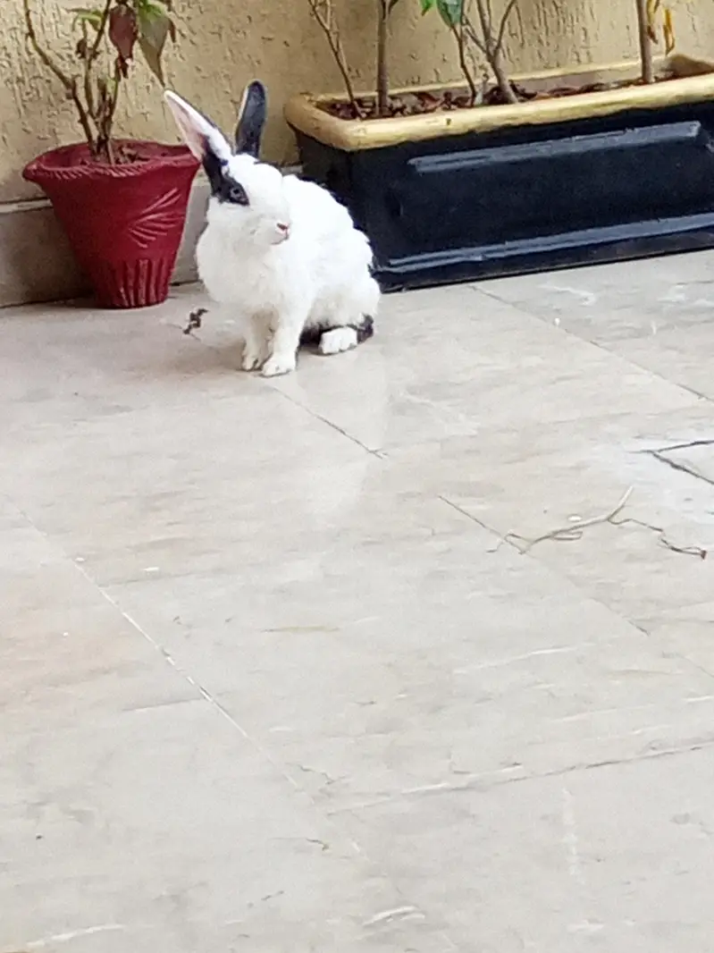 rabbits pair for sale — photo 4