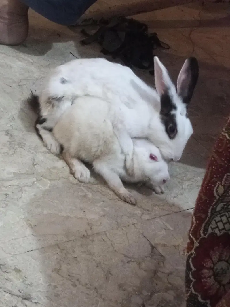 rabbits pair for sale — photo 7