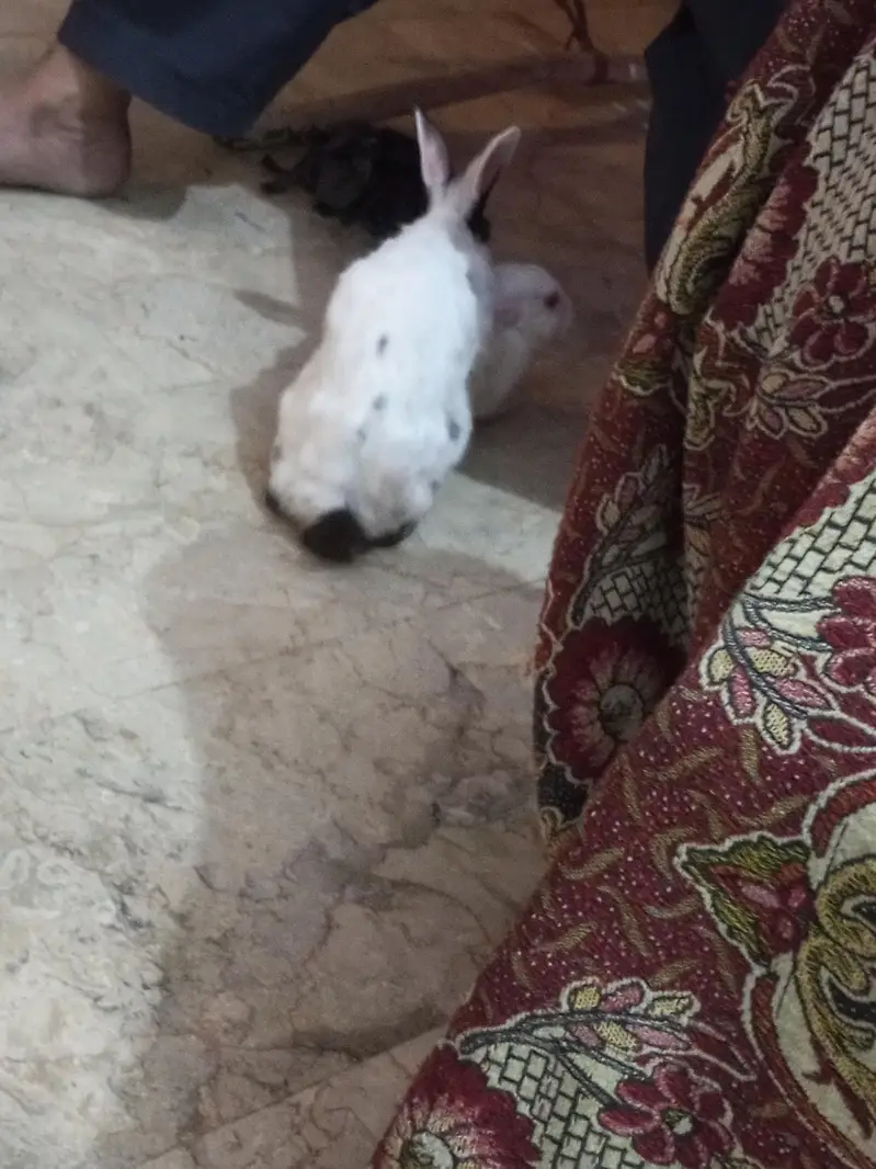 rabbits pair for sale — photo 8