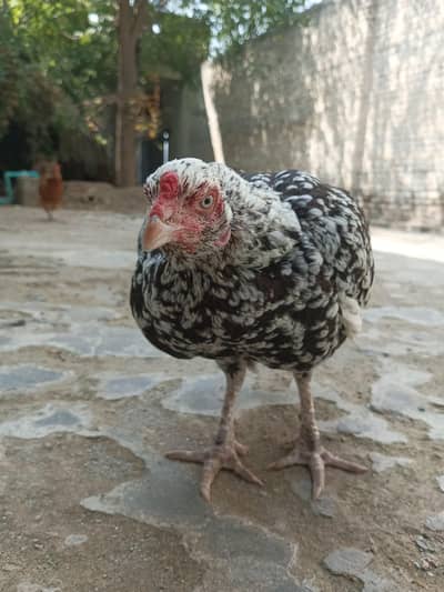 cheeni aseel miawali hen