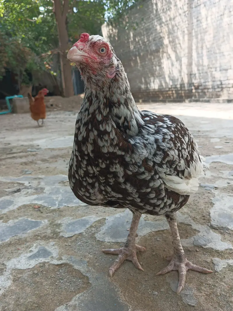 cheeni aseel miawali hen — photo 2