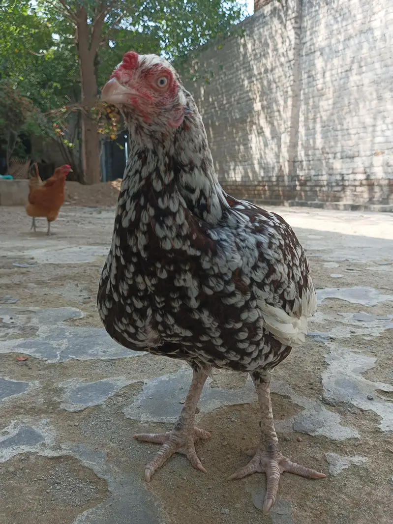 cheeni aseel miawali hen — photo 3