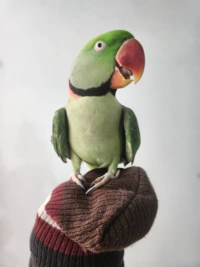 kashmiri raw Parrot