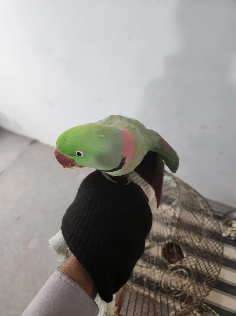 kashmiri raw Parrot — photo 2